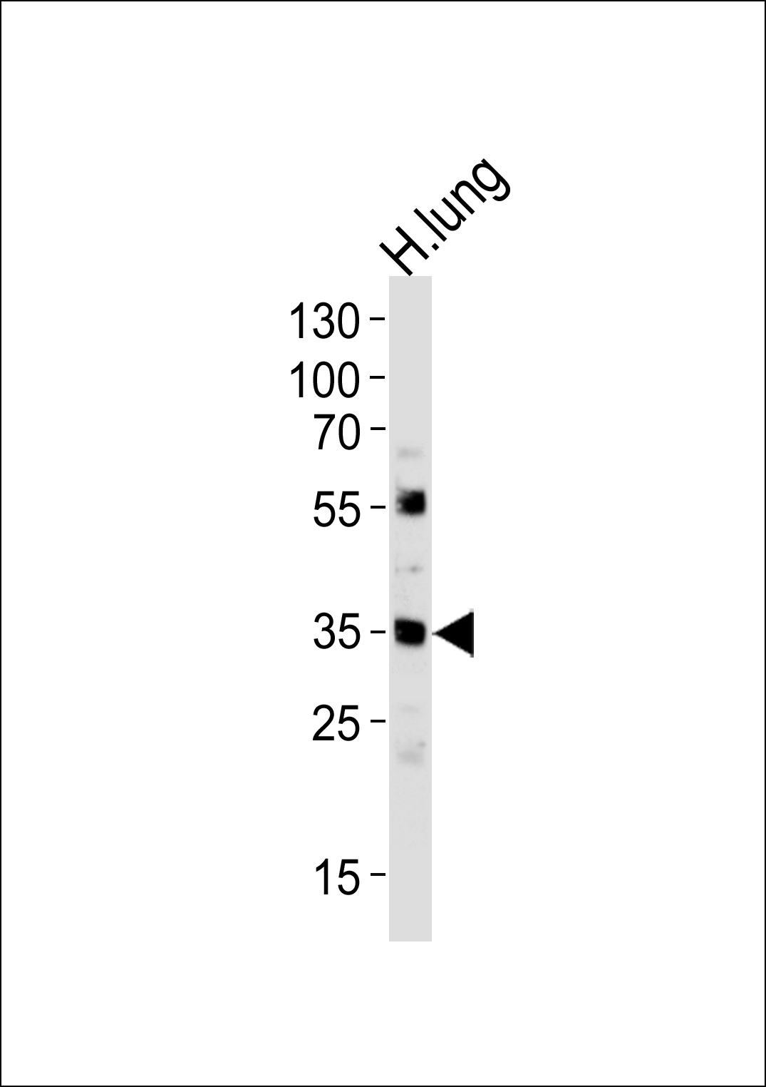 MFAP4
