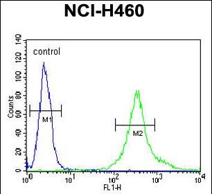 Rabbit Polyclonal Antibody to LPPR4  (C-term)