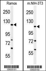 ARHGAP30