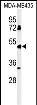 BTNL8