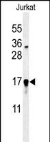 GLRX5  (C-term)