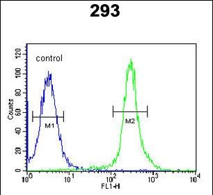 Rabbit Polyclonal Antibody to RIMKLB (N-term)