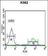 Rabbit Polyclonal Antibody to SMARCC1 (N-term)
