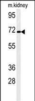FA40B (N-term)