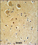 Rabbit Polyclonal Antibody to FAM92A1