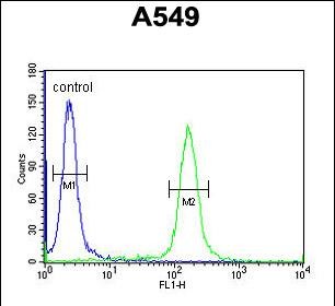 Rabbit Polyclonal Antibody to KLHL9