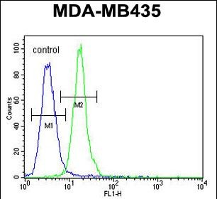 Rabbit Polyclonal Antibody to CXorf56 (N-term)