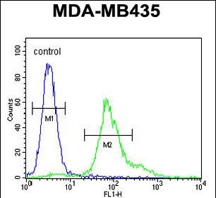 Rabbit Polyclonal Antibody to ERO1LB