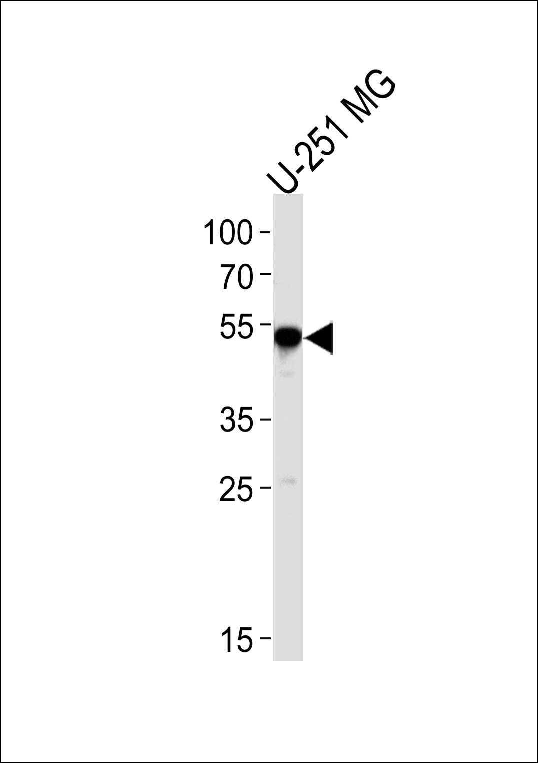 SCRN1 (N-term)