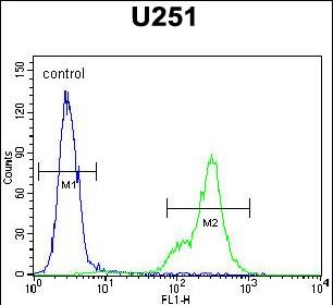 Rabbit Polyclonal Antibody to SCRN1 (N-term)