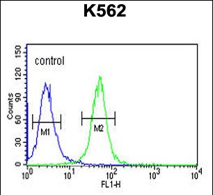 Rabbit Polyclonal Antibody to WDR73 (N-term)