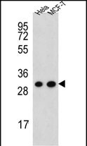 CYC1