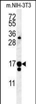 C14orf179