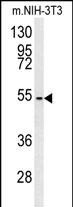 Rabbit Polyclonal Antibody to C7orf28A