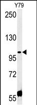CCDC146 (N-term)