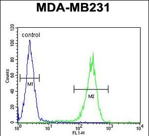 Rabbit Polyclonal Antibody to RAB11FIP2