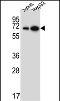 WDR43