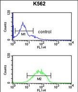 Rabbit Polyclonal Antibody to HHAT (N-term)