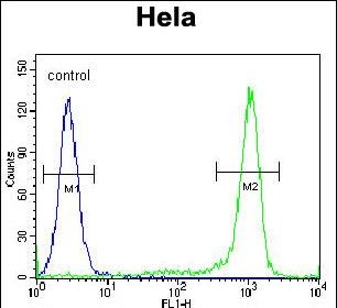 Rabbit Polyclonal Antibody to KLF17  (C-term)