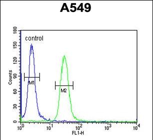 Rabbit Polyclonal Antibody to BUB1A (N-term)