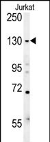 EHMT2 (N-term)