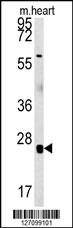 RBM24  (N-term)