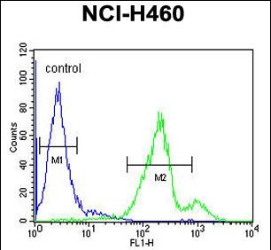 Rabbit Polyclonal Antibody to SC31B  (C-term)