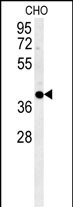 Rabbit Polyclonal Antibody to CCYL1  (N-term)