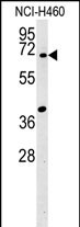SYN3