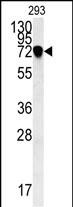 C4orf31 (N-term)