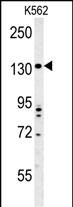 TMEM132D