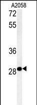 C11orf46