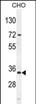 Rabbit Polyclonal Antibody to BCA3 (N-term)