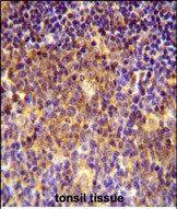 Rabbit Polyclonal Antibody to MUTED
