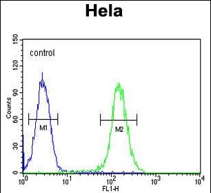 Rabbit Polyclonal Antibody to FOXL2 (N-term)