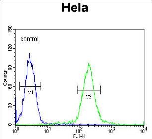 Rabbit Polyclonal Antibody to GALNT4 (N-term)