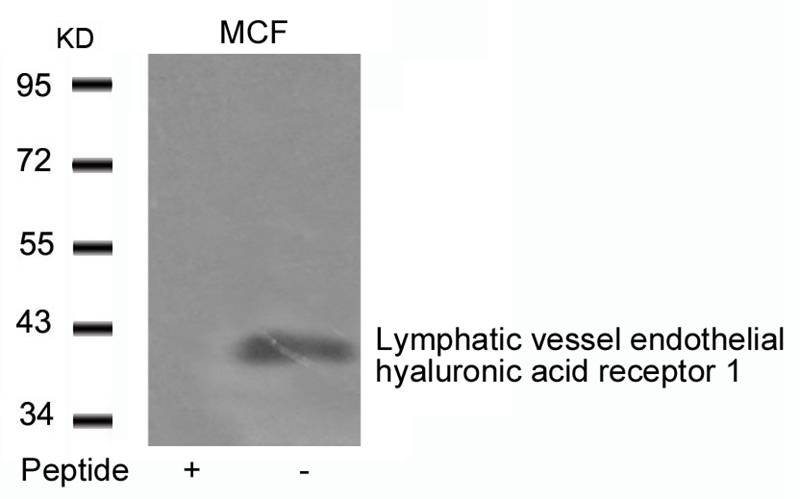 Lymphatic vessel endothelial hyaluronic acid receptor 1