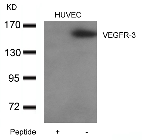 VEGFR3