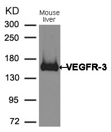 Rabbit Polyclonal Antibody to VEGFR3