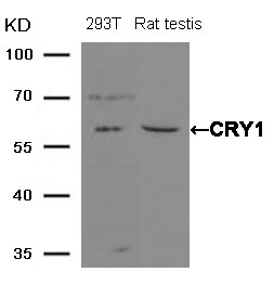 Rabbit Polyclonal Antibody to CRY1