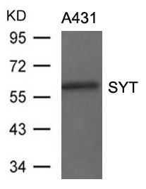 SYT