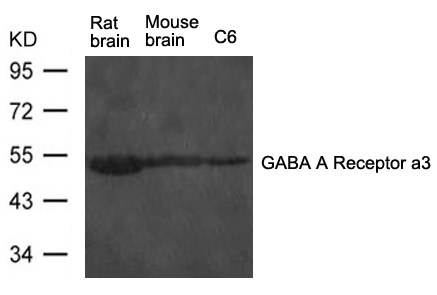 GABA A Receptor a3