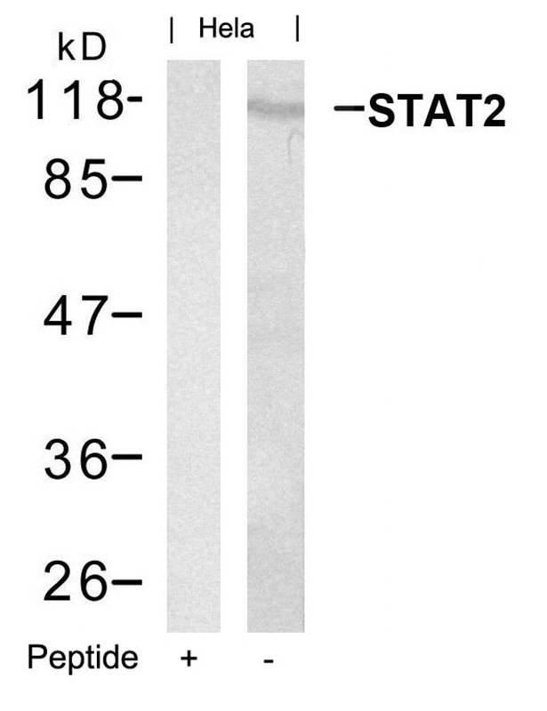 STAT2(Ab-690)