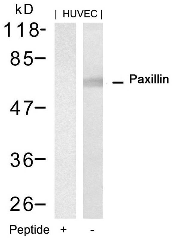 Paxillin(Ab-88)