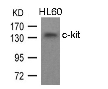 c-kit(Ab-936)