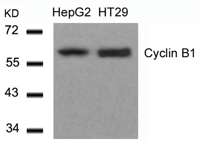 Cyclin B1(Ab-147)