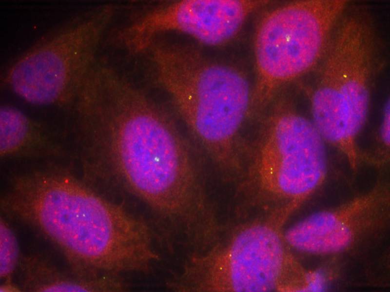 Rabbit Polyclonal Antibody to Cyclin B1(Ab-147)