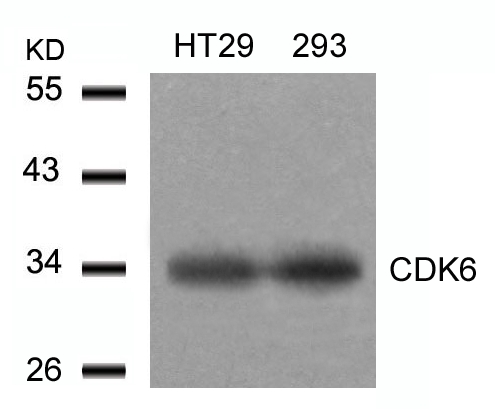 CDK6(Ab-24)