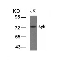 syk(Ab-323)