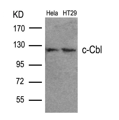 c-Cbl(Ab-700)
